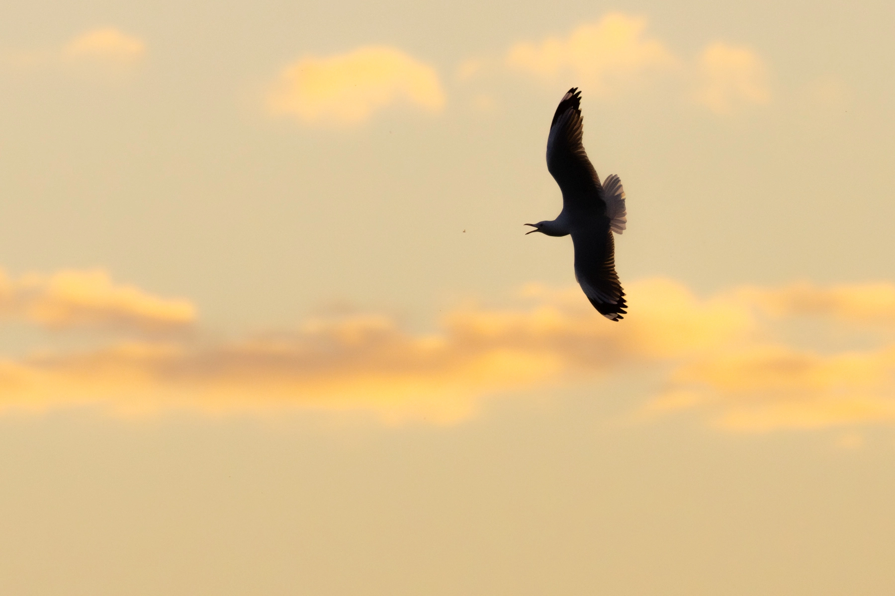 Silver Gull (Image ID 74281) Silver Gull (Image ID 74281)