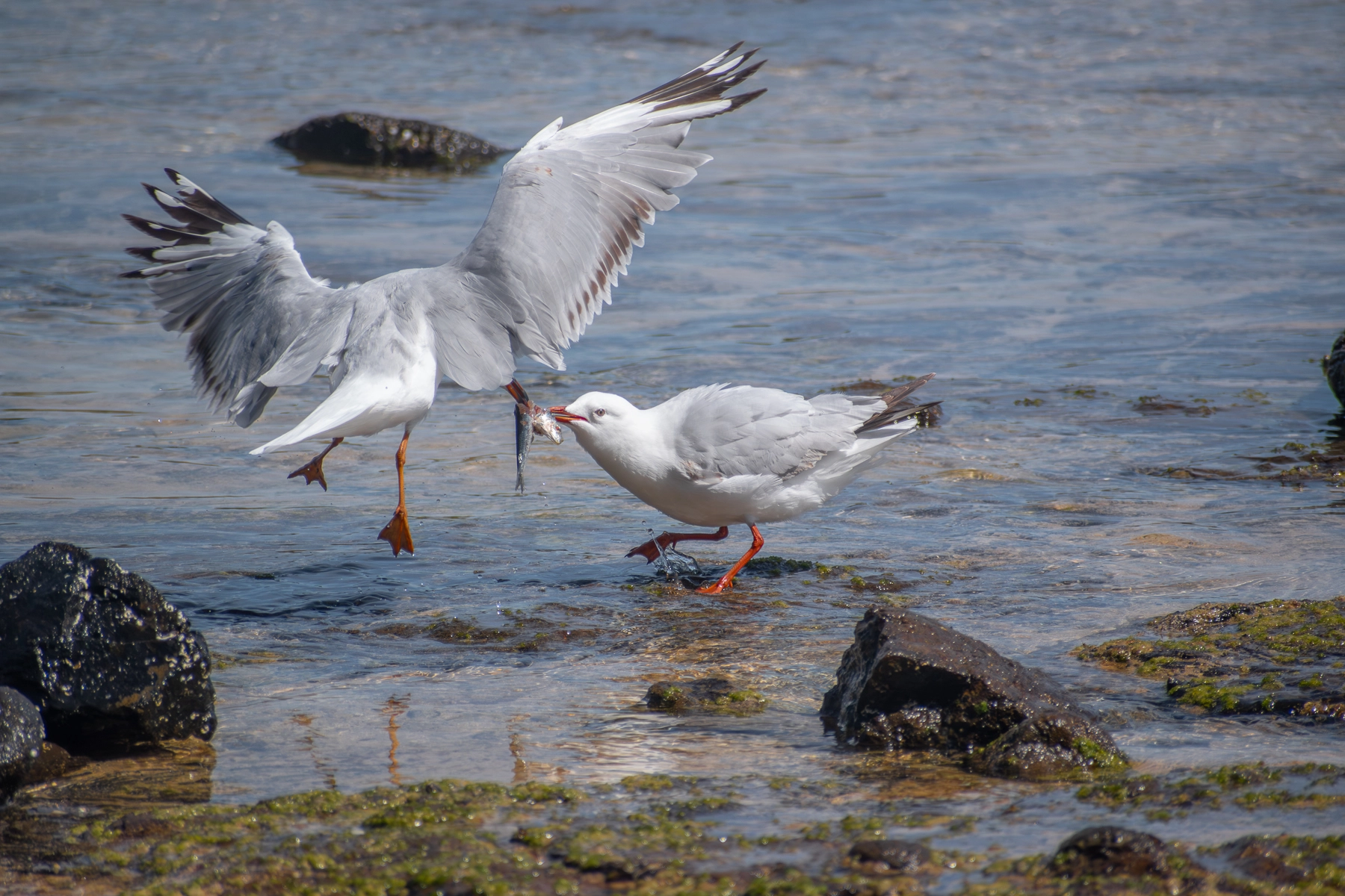 Silver Gull (Image ID 74461)