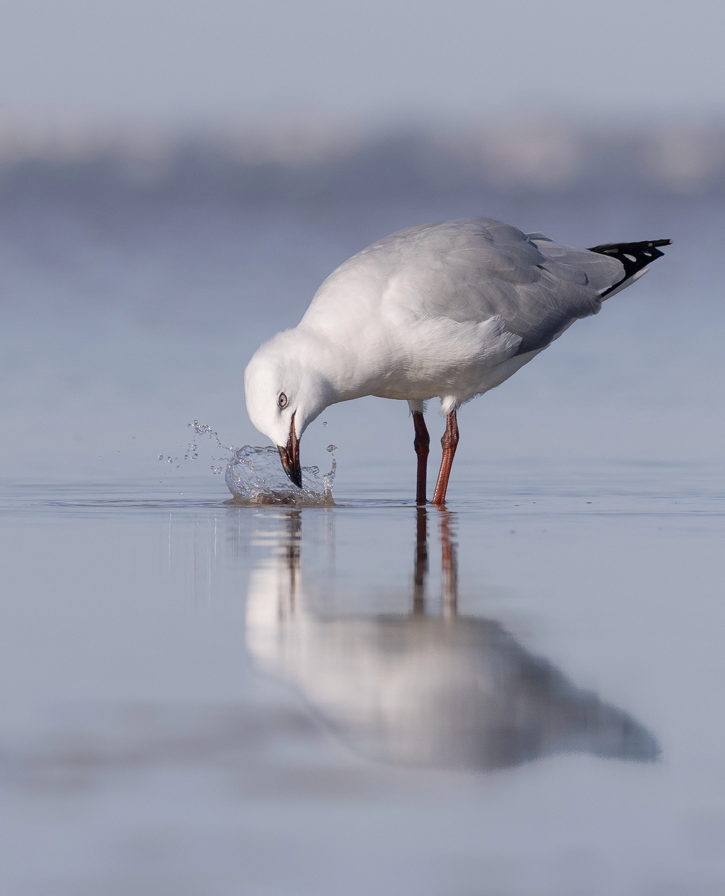 Silver Gull (Image ID 74059)