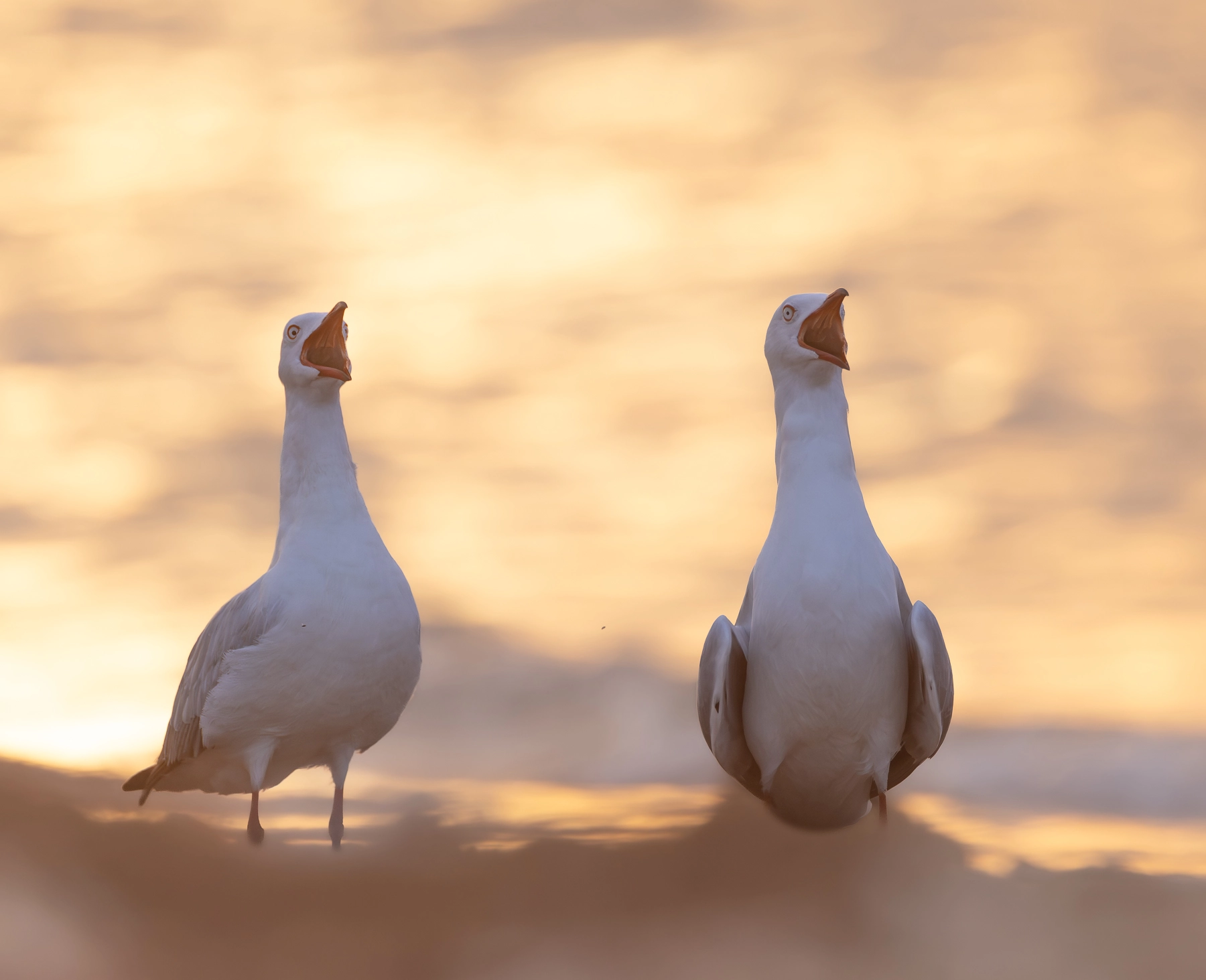 Silver Gull (Image ID 74058)