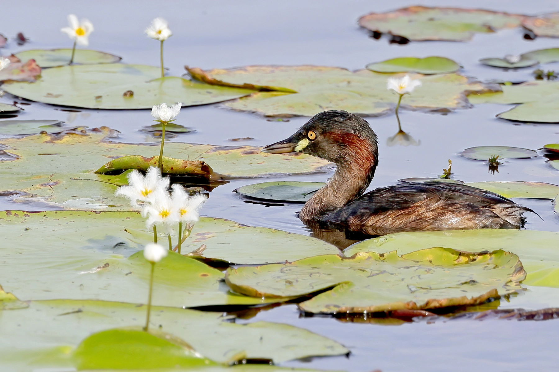 Australasian Grebe (Image ID 74140)