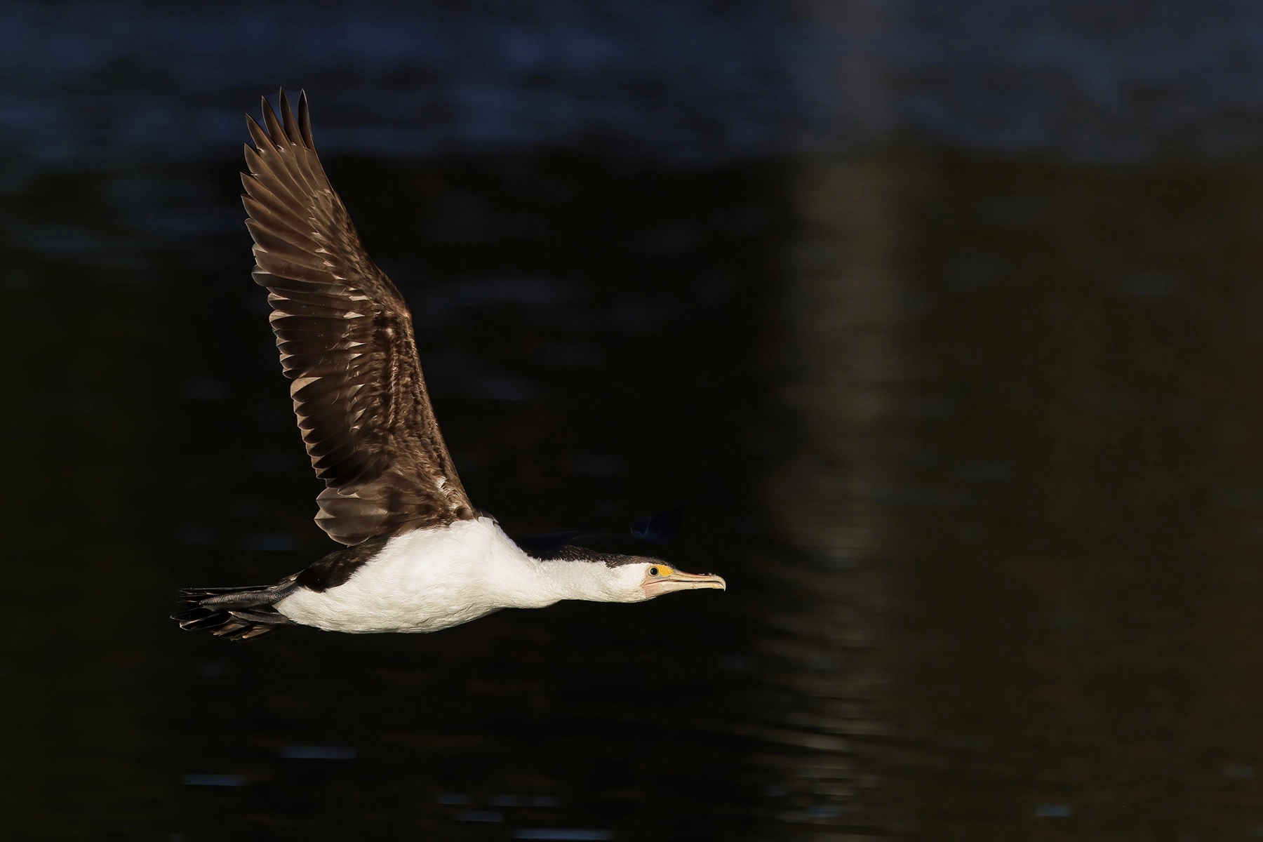 Great Pied Cormorant (Image ID 74548)