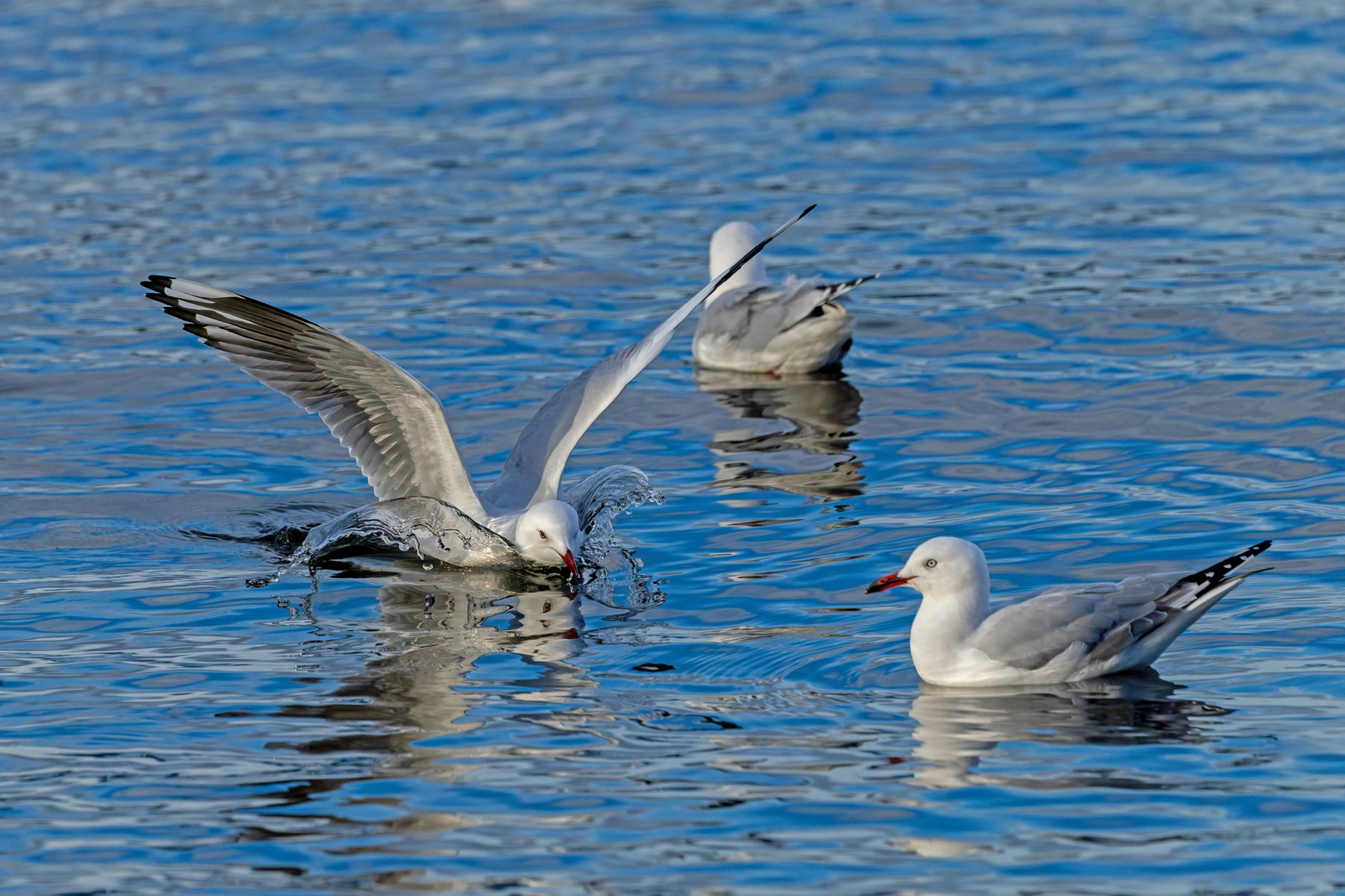 Silver Gull (Image ID 74870) Silver Gull (Image ID 74870)