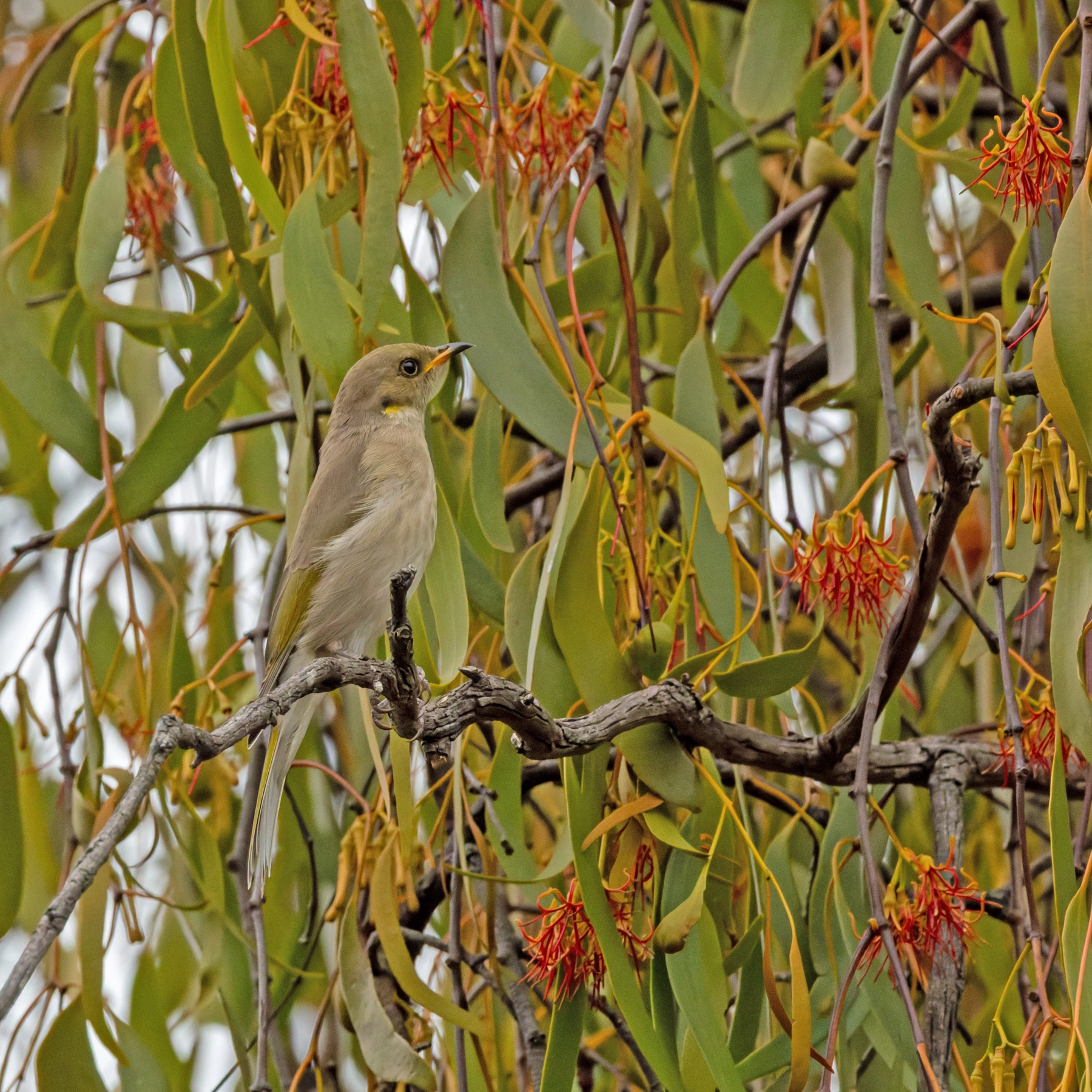 Fuscous Honeyeater (Image ID 74880)