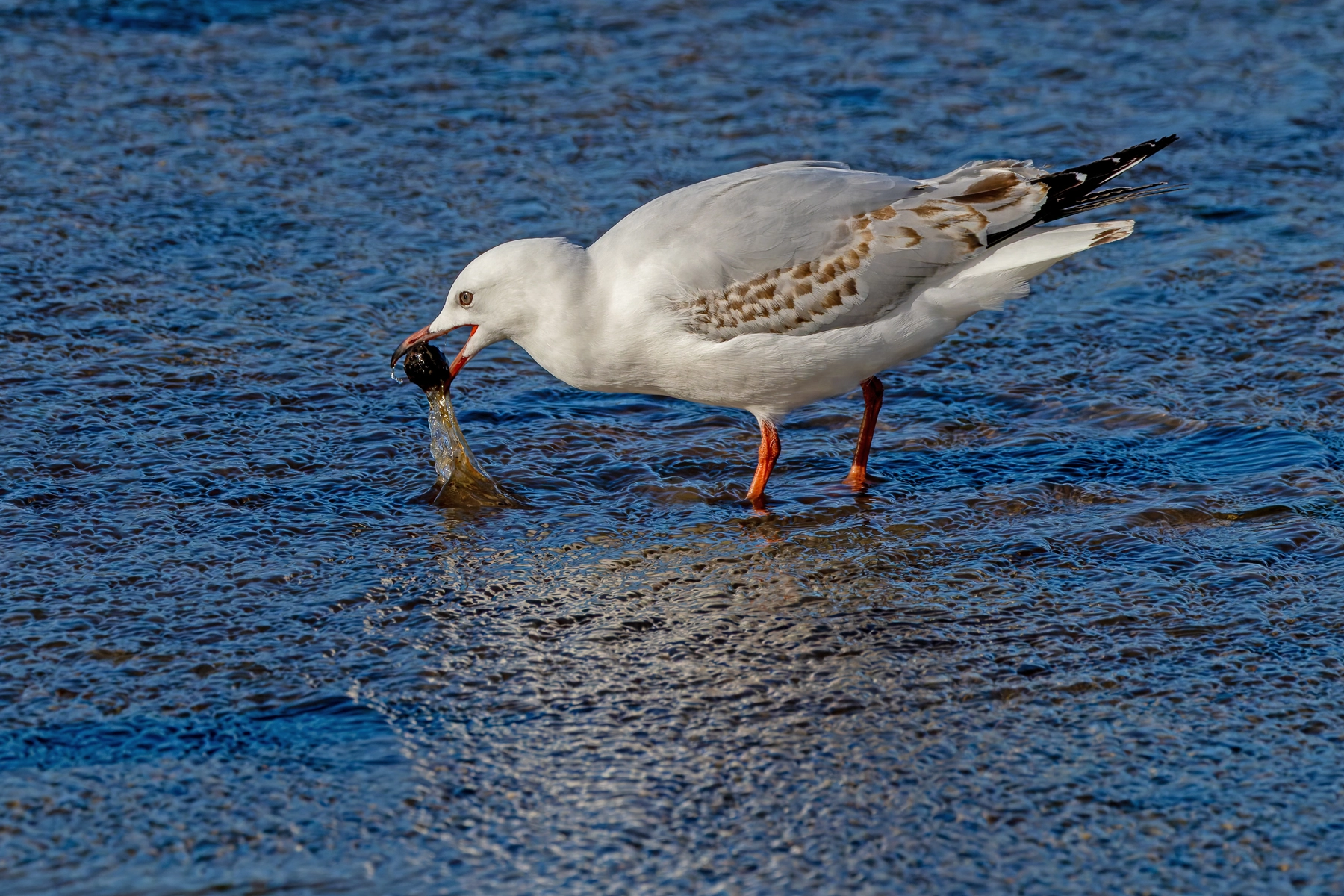 Silver Gull (Image ID 74869)