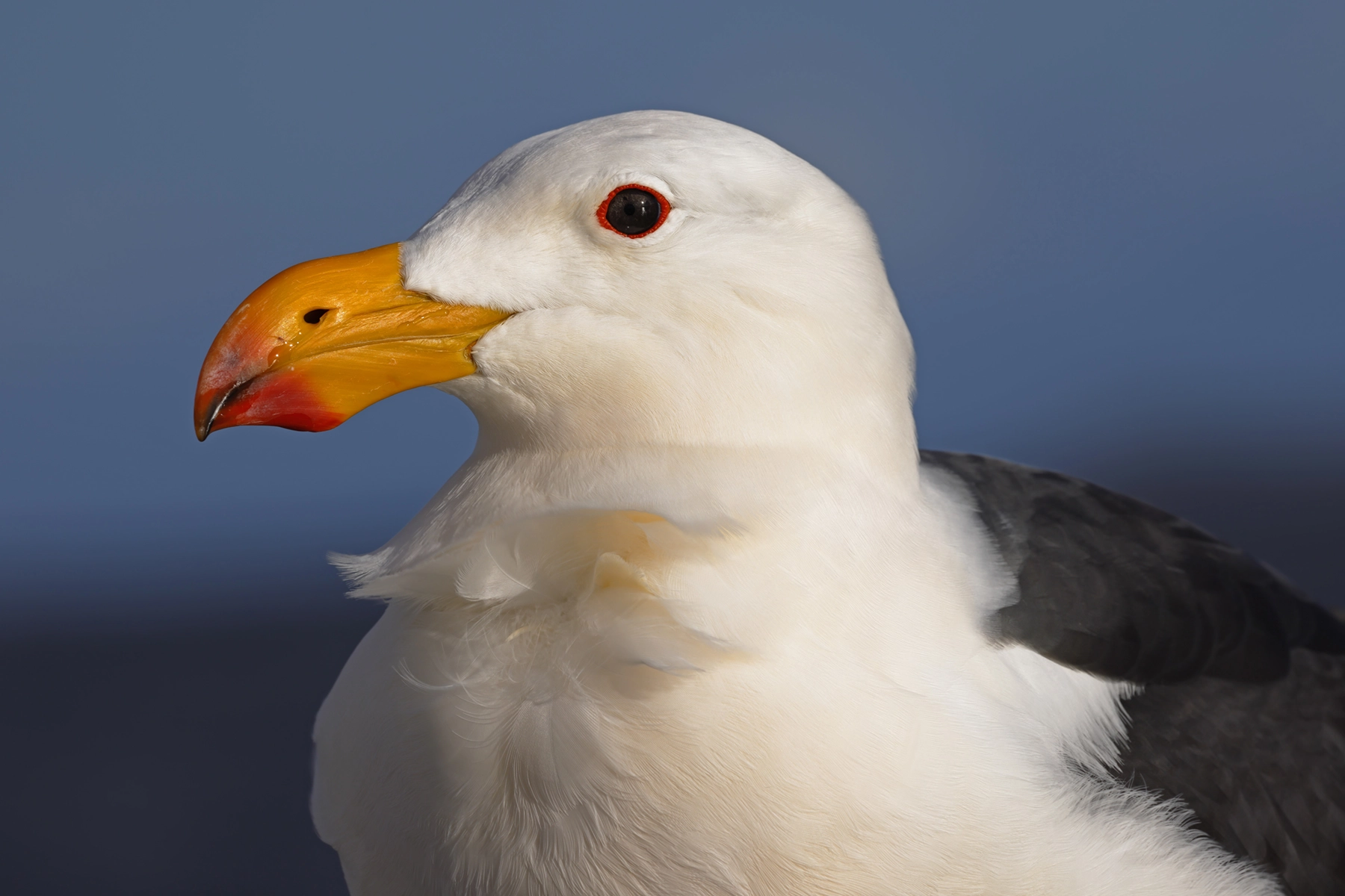 Pacific Gull (Image ID 74598)