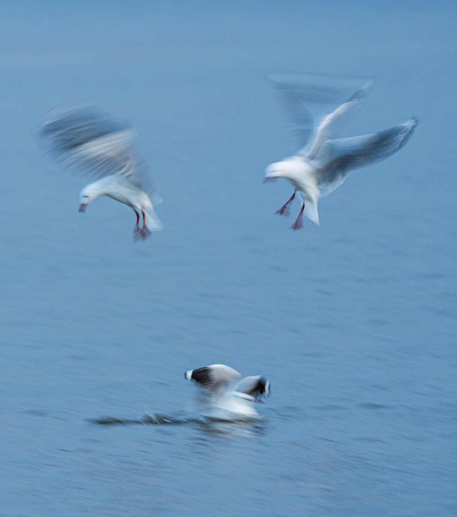 Silver Gull (Image ID 74655) Silver Gull (Image ID 74655)