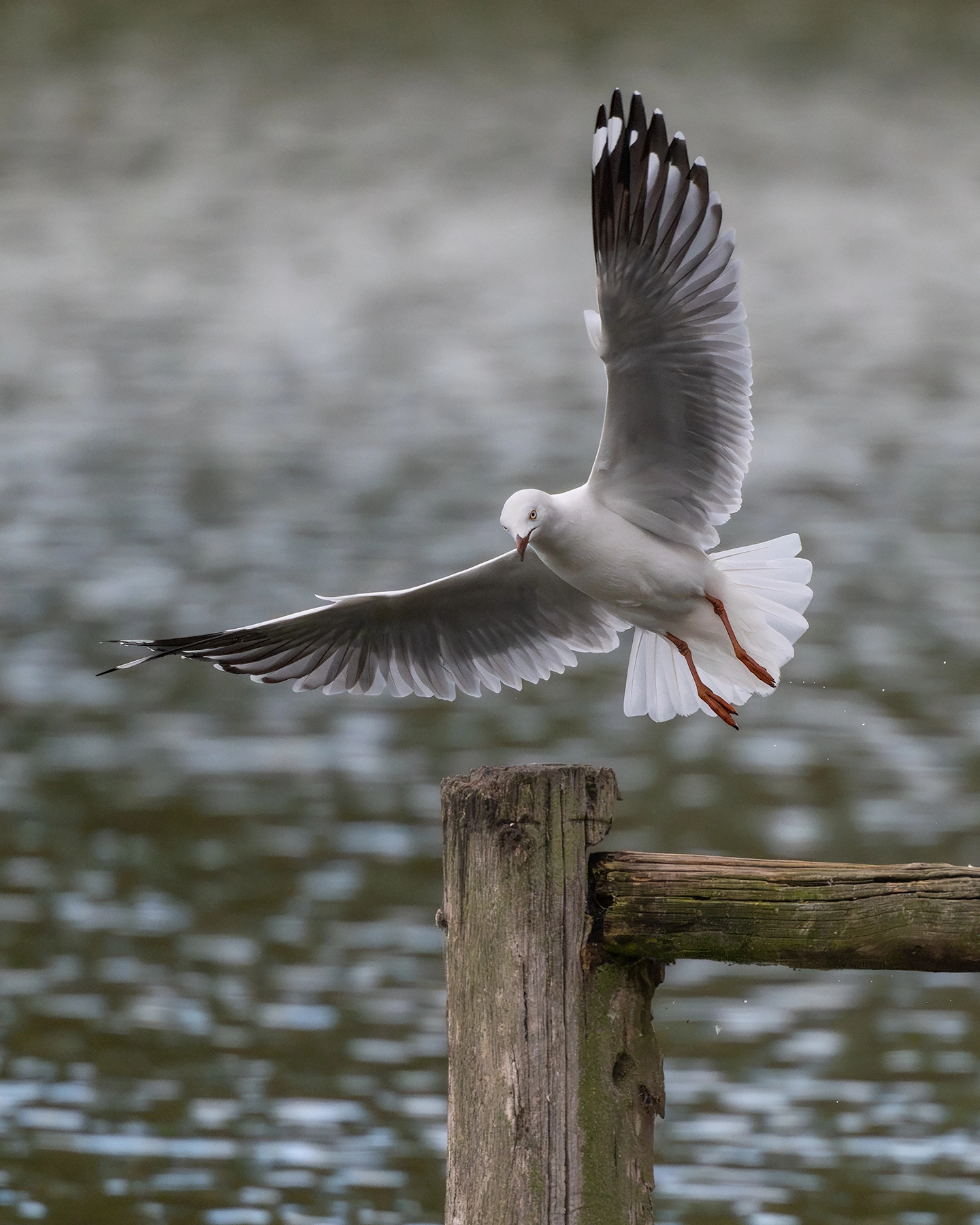 Silver Gull (Image ID 74847) Silver Gull (Image ID 74847)