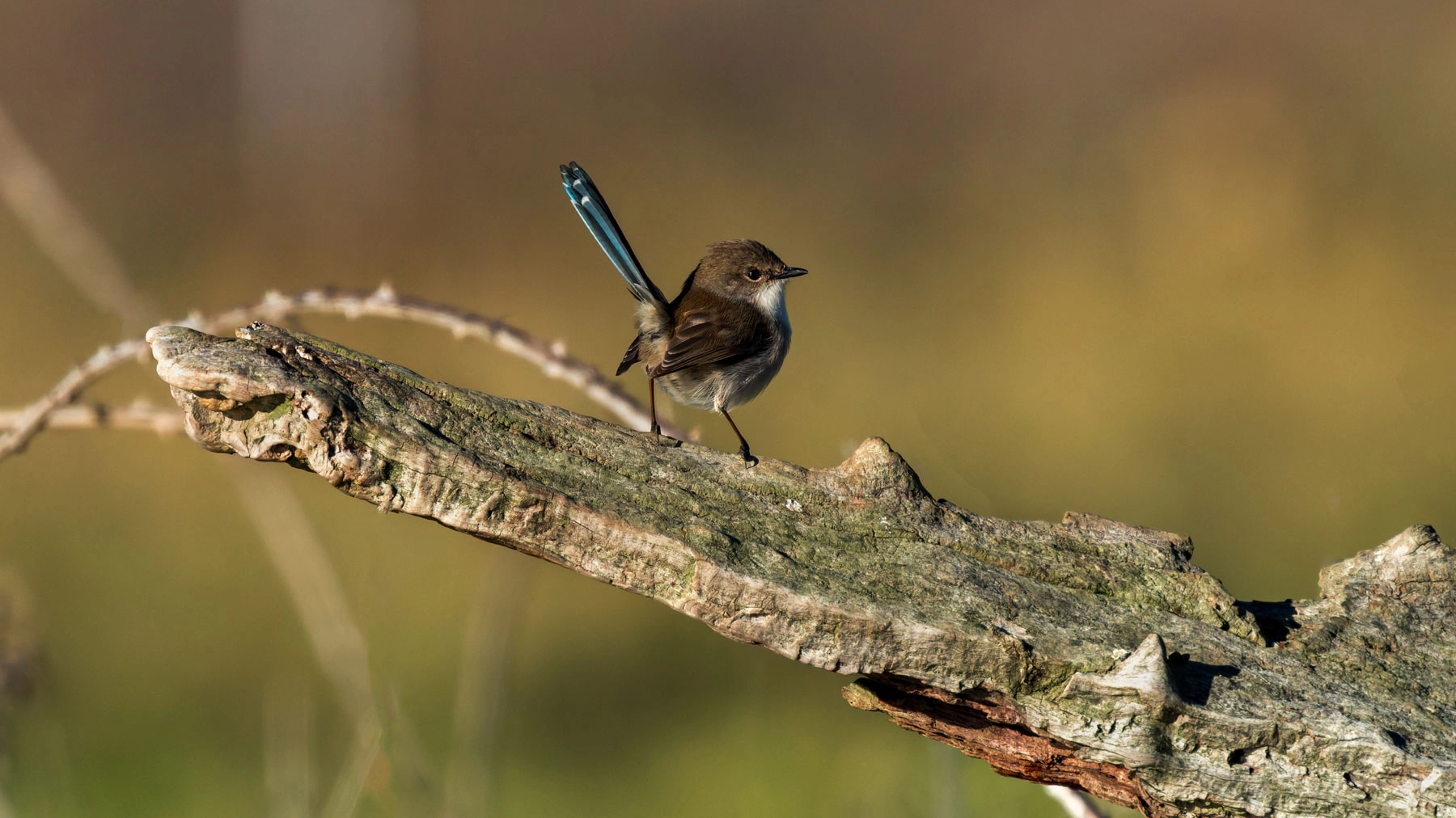 Superb Fairy-wren (Image ID 74765) Superb Fairy-wren (Image ID 74765)