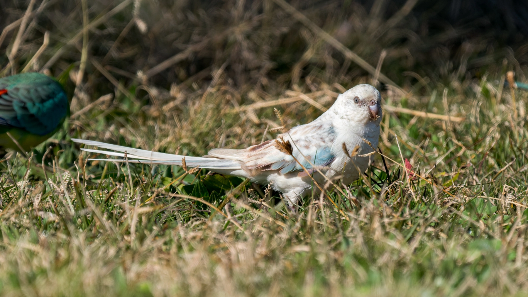 Red-rumped Parrot (Image ID 74937)