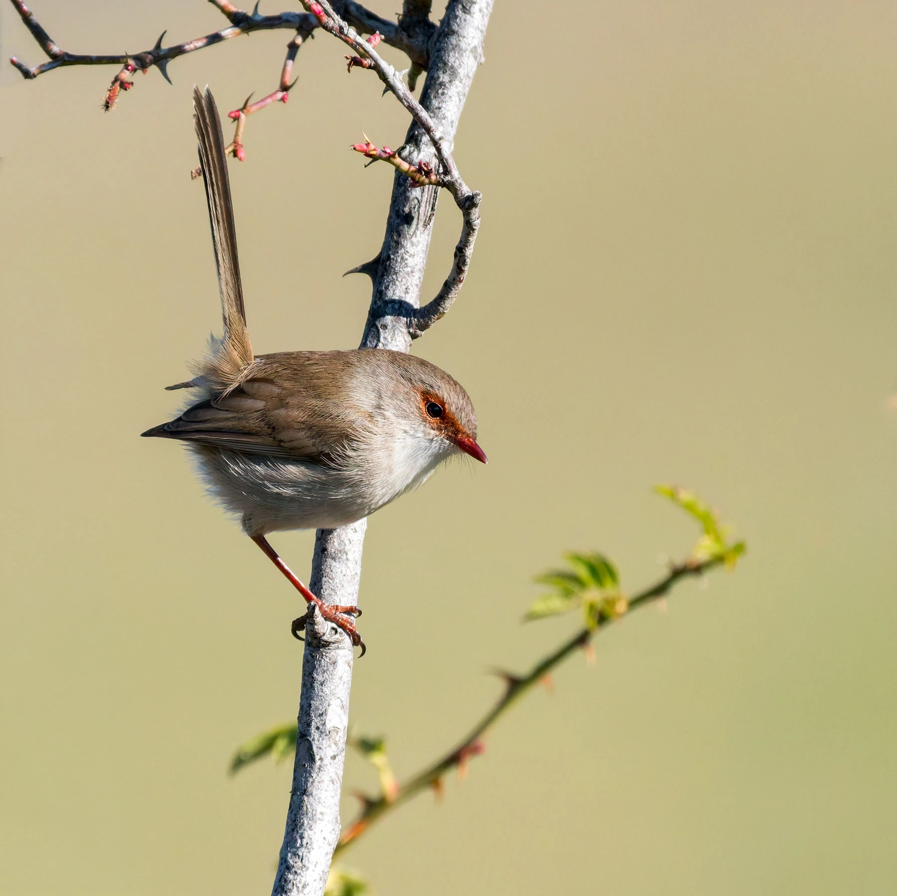 Superb Fairy-wren (Image ID 74764)