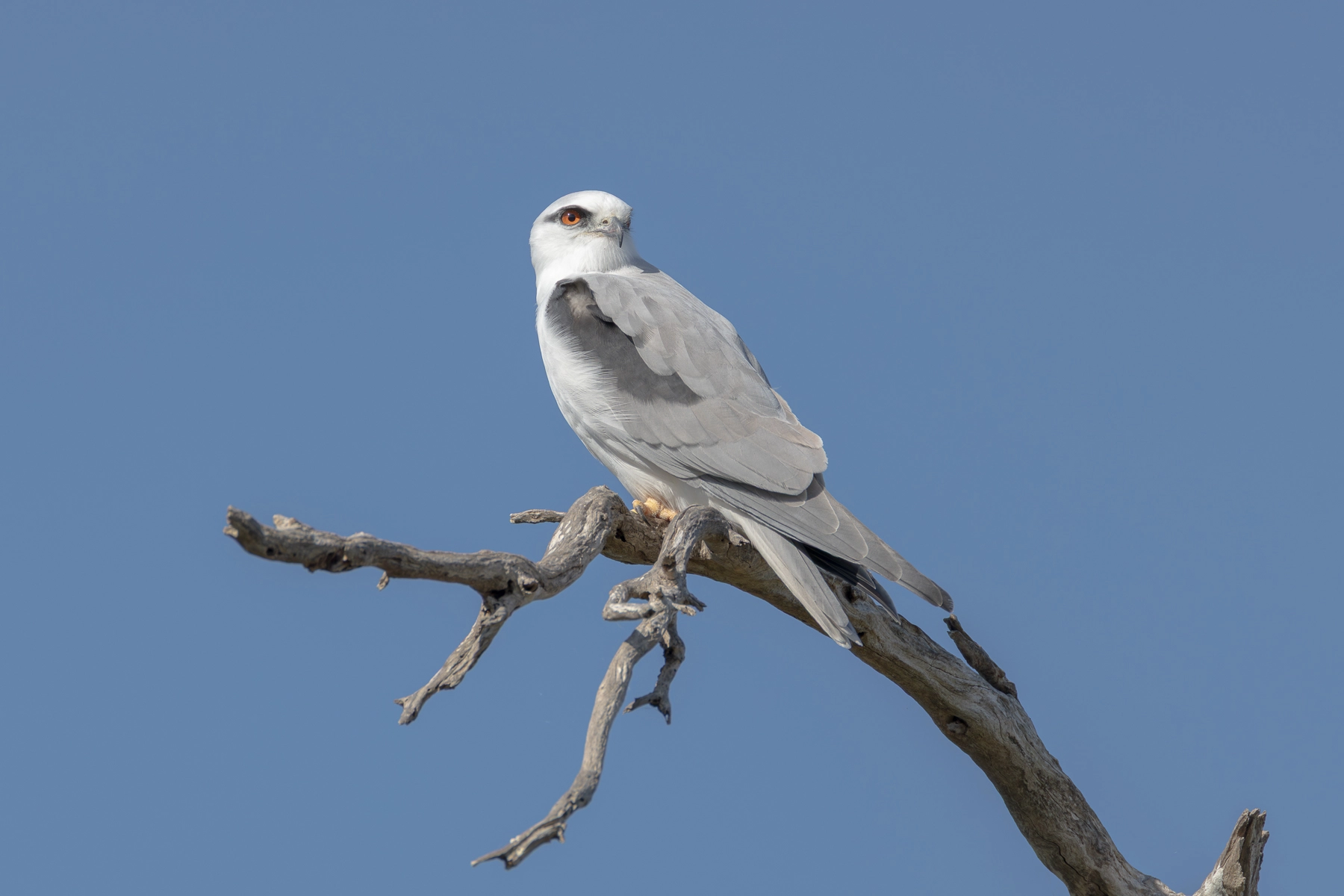 Black-shouldered Kite (Image ID 74768) Black-shouldered Kite (Image ID 74768)