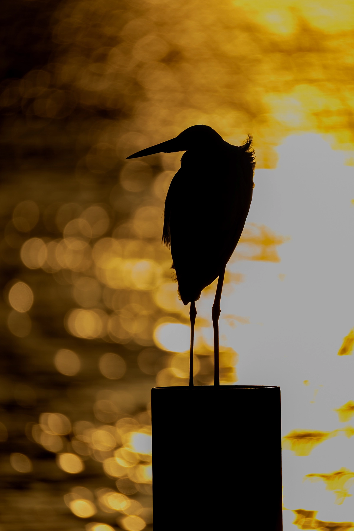 Great Egret (Image ID 74973)
