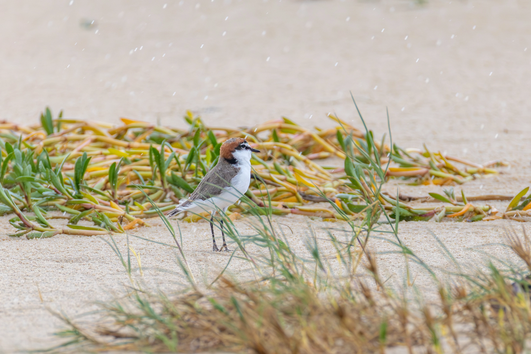 Red-capped Plover (Image ID 74832)