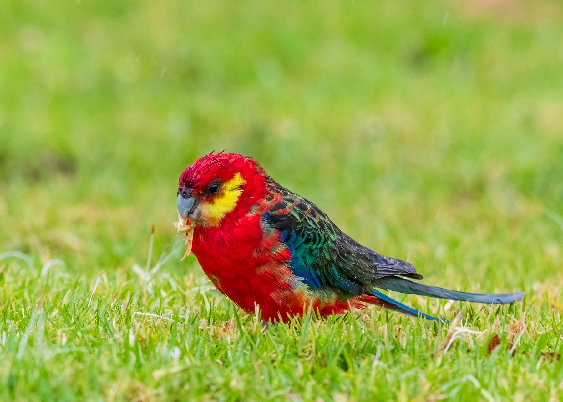 Western Rosella (Image ID 74901)