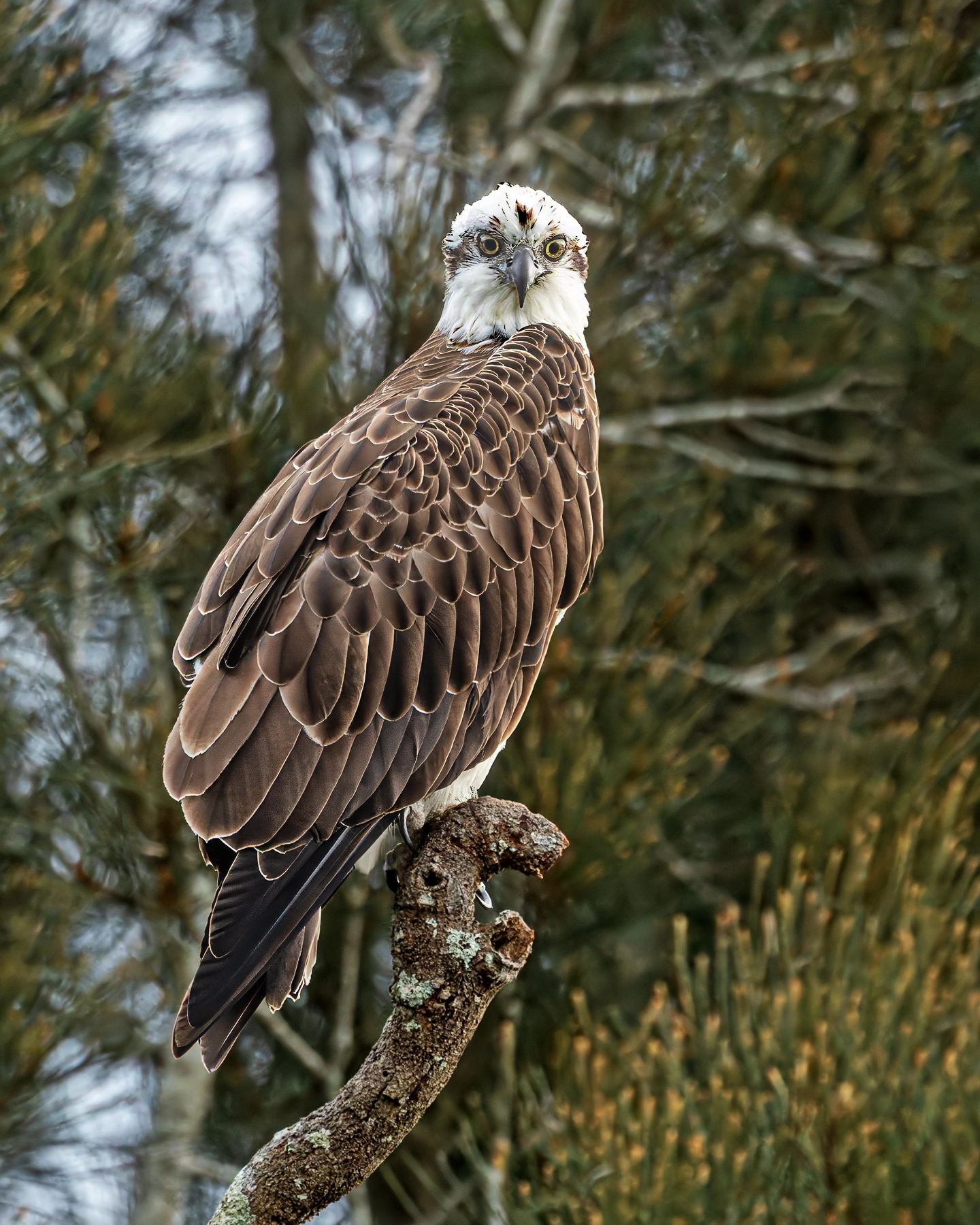 Osprey (Image ID 74614) Osprey (Image ID 74614)