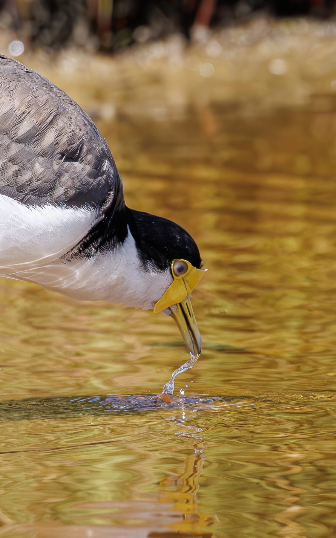 Masked Lapwing (Image ID 74648)