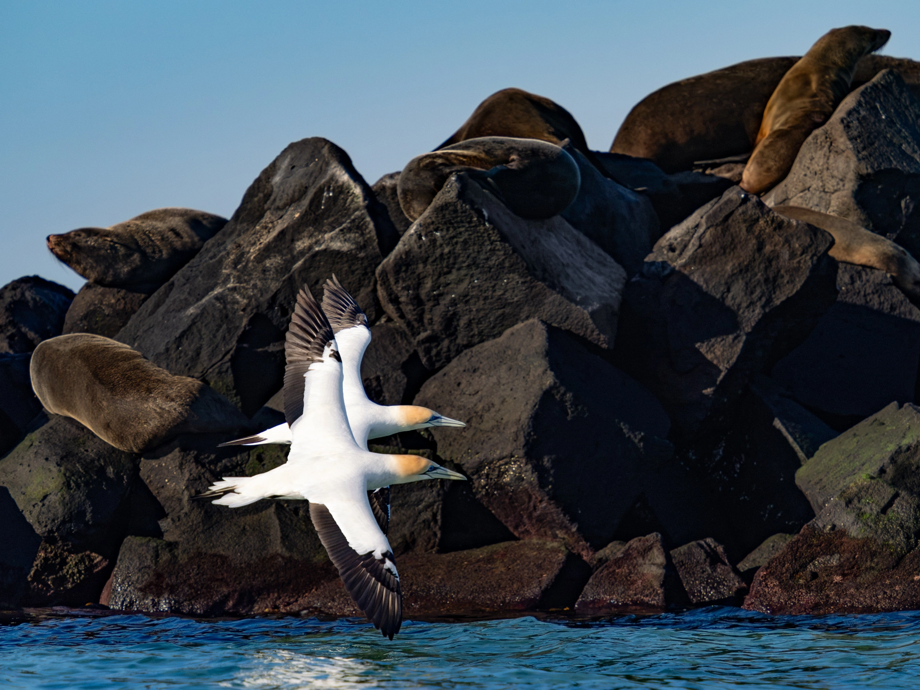 Australasian Gannet (Image ID 75391)