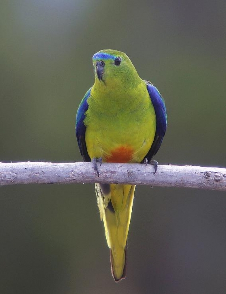 Orange-bellied Parrot (Keith Hindley)
