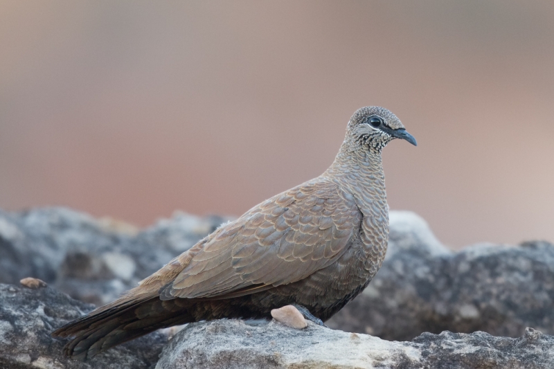 White-quilled Rock-Pigeon (Bill Harris)