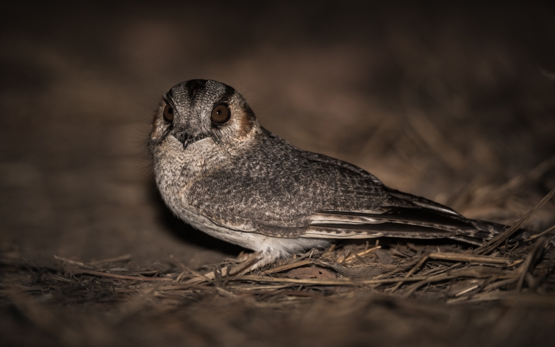 Australian Owlet-nightjar (Karen Emery)
