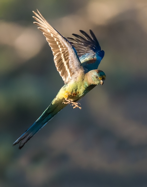 Mulga Parrot (Gunther Frensch)