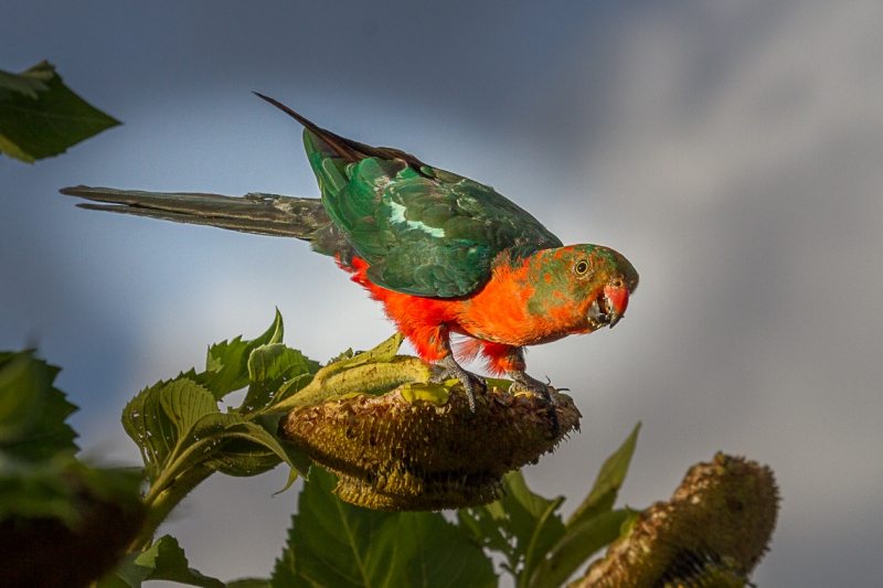 Australian King-Parrot (Bill Carroll)