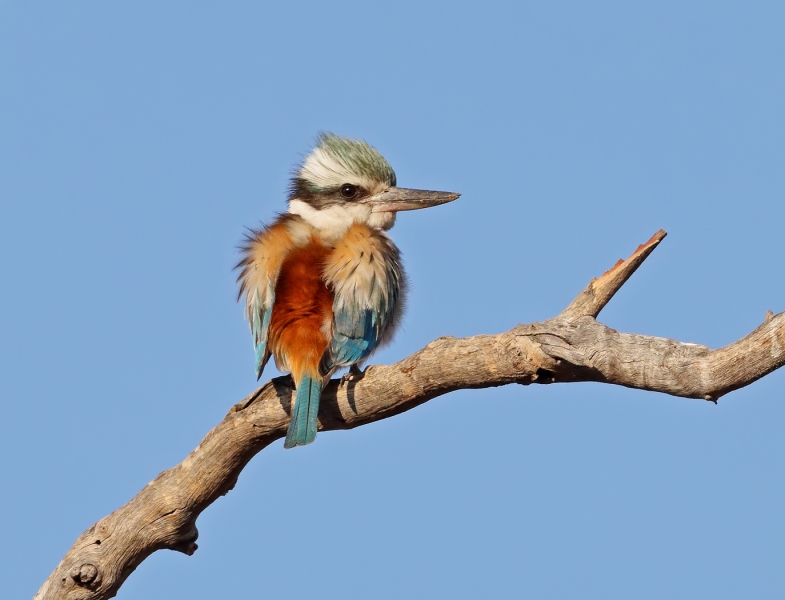 Red-backed Kingfisher
