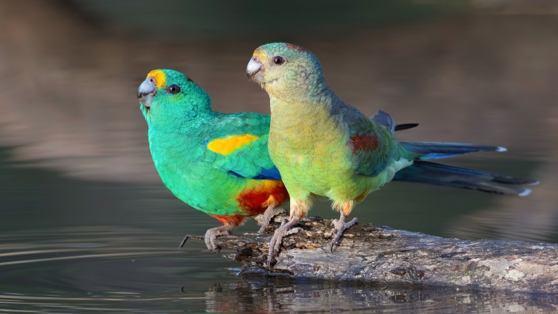 Mulga Parrots