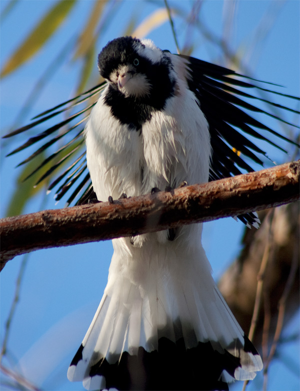 Magpie-lark (Image ID 375)