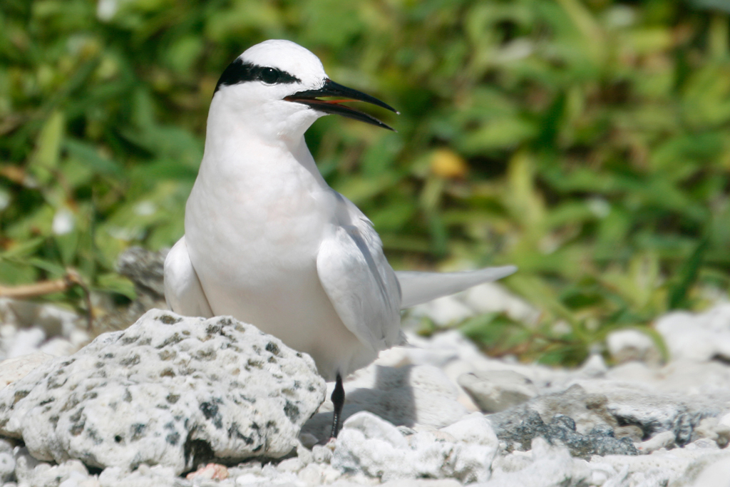 Black-naped Tern (Image ID 2269)