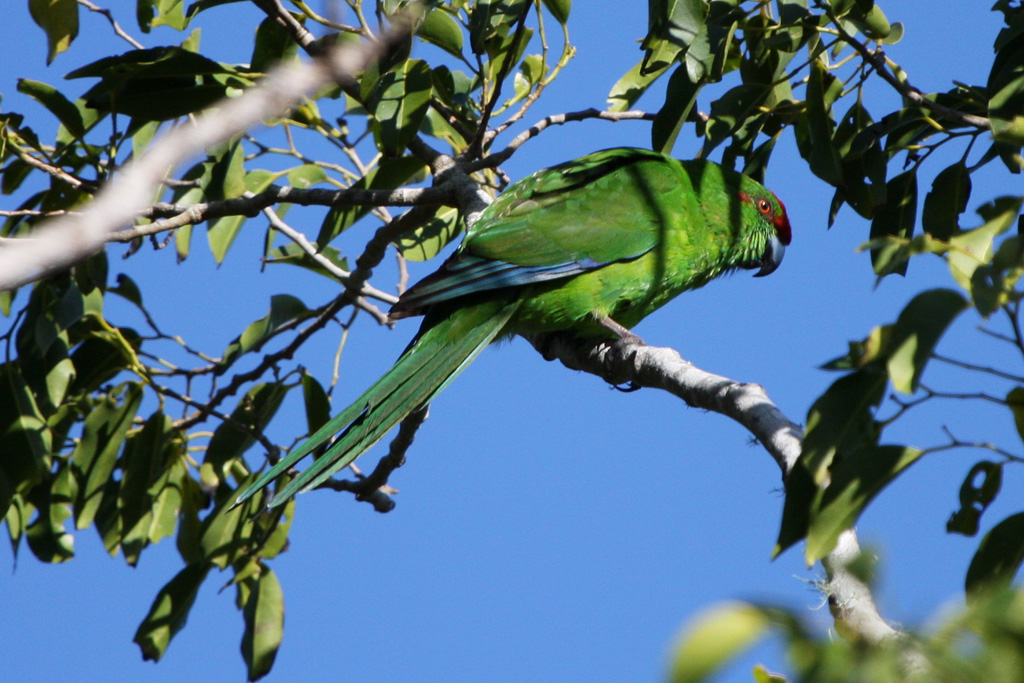 Red-fronted Parakeet (Image ID 2616)