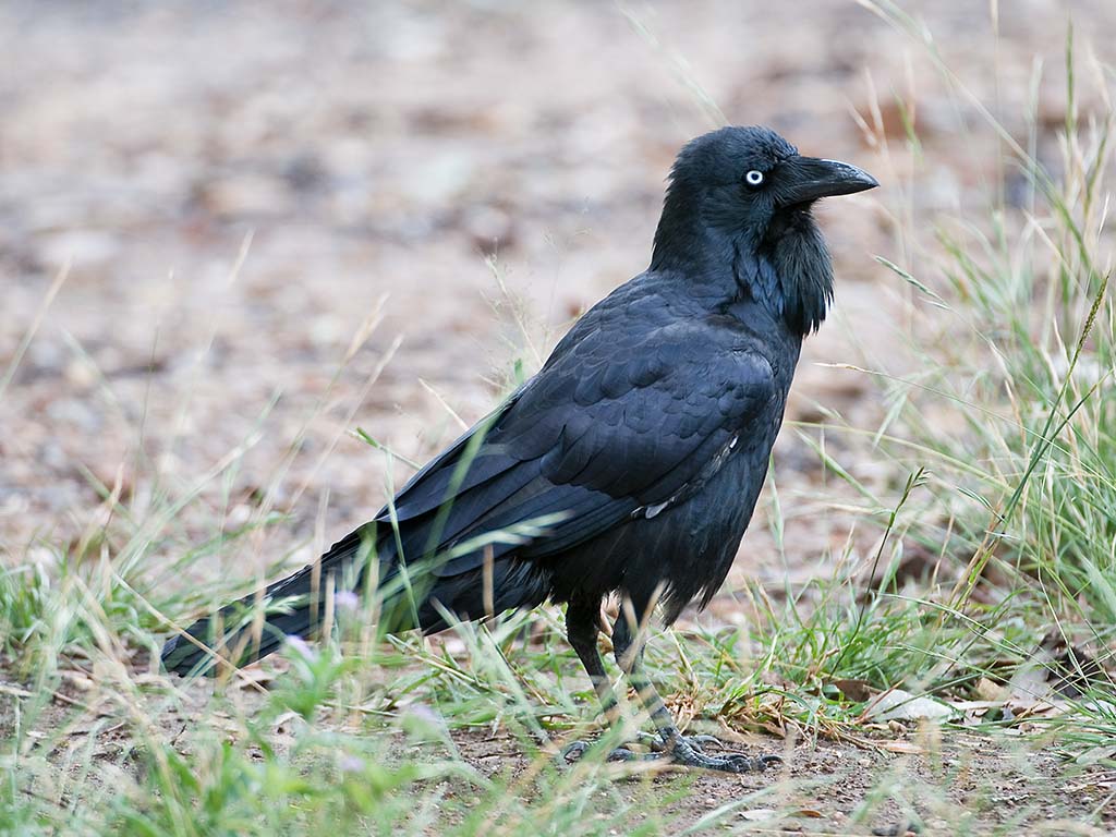 Australian Raven (Image ID 3221)
