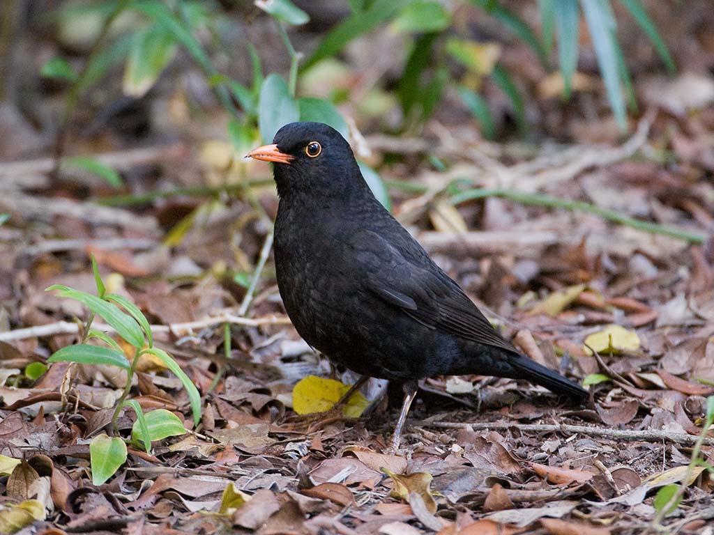 Common Blackbird (Image ID 3381)