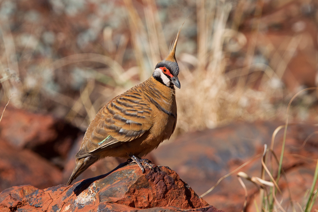 Spinifex Pigeon (Image ID 3898)