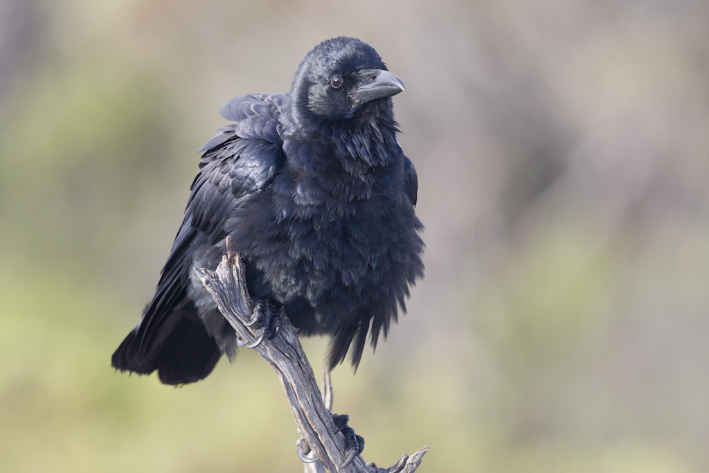 Australian Raven (Image ID 4028)