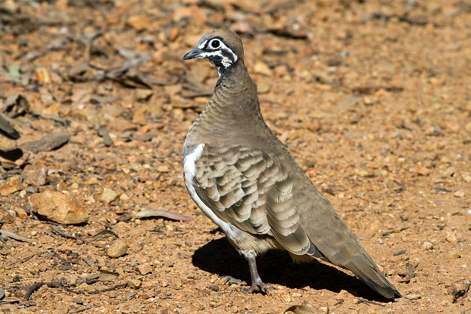 Squatter Pigeon (Image ID 4083)