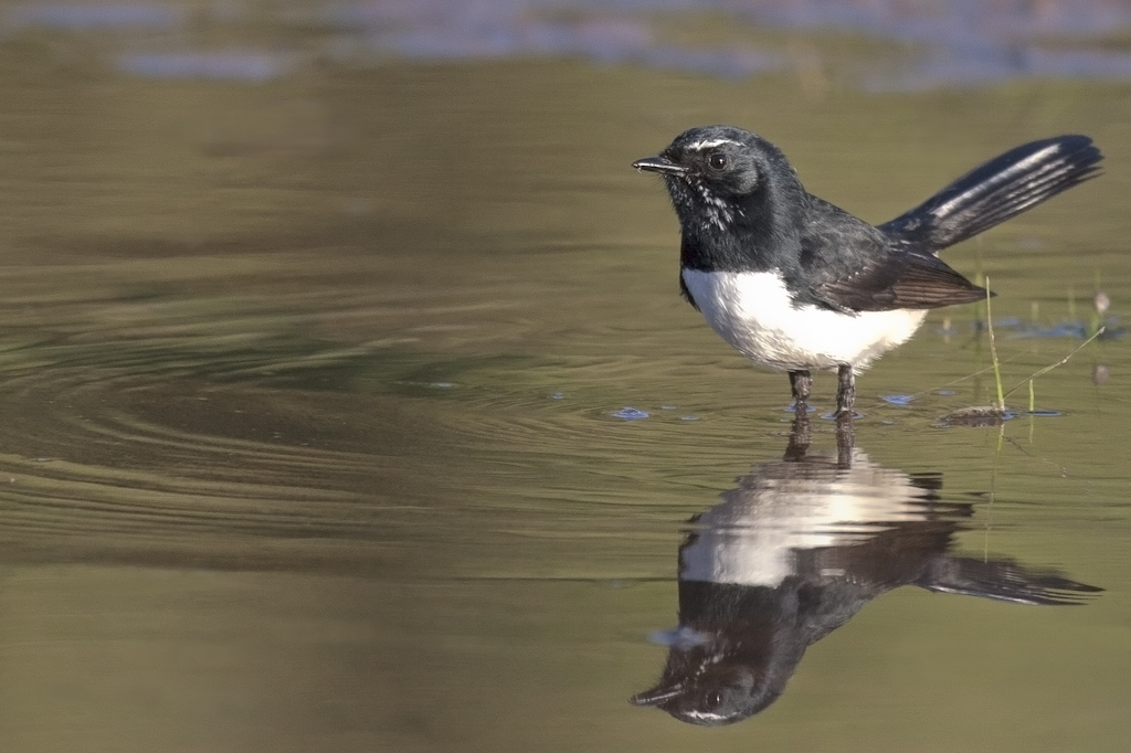 Willie Wagtail (Image ID 4067)