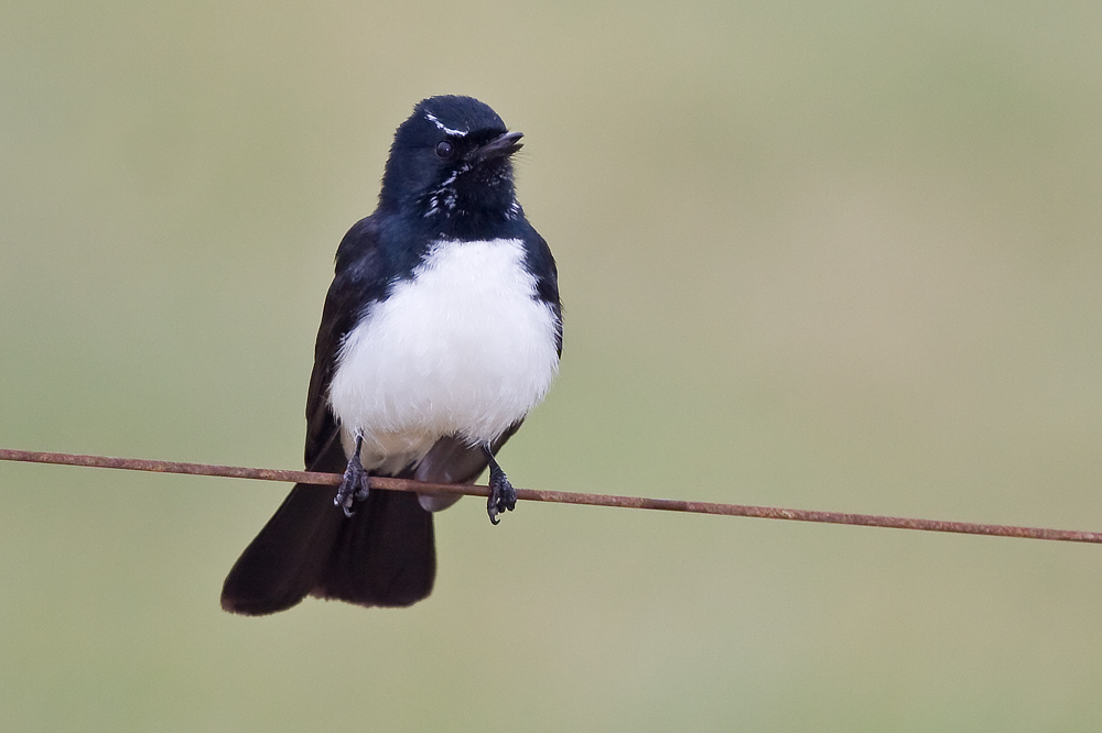 Willie Wagtail (Image ID 4597)