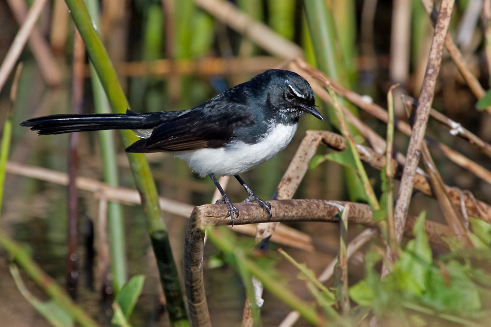 Willie Wagtail (Image ID 4518)