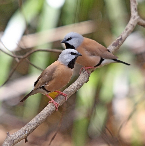 Black-throated Finch (Image ID 4854)