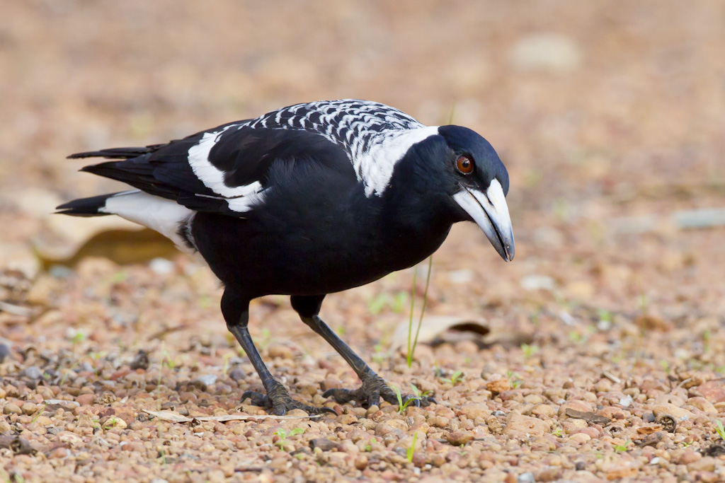 Australian Magpie (Image ID 4865)