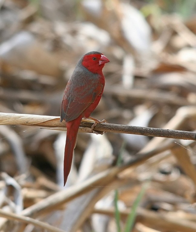 Black-bellied Crimson Finch (Image ID 4930)