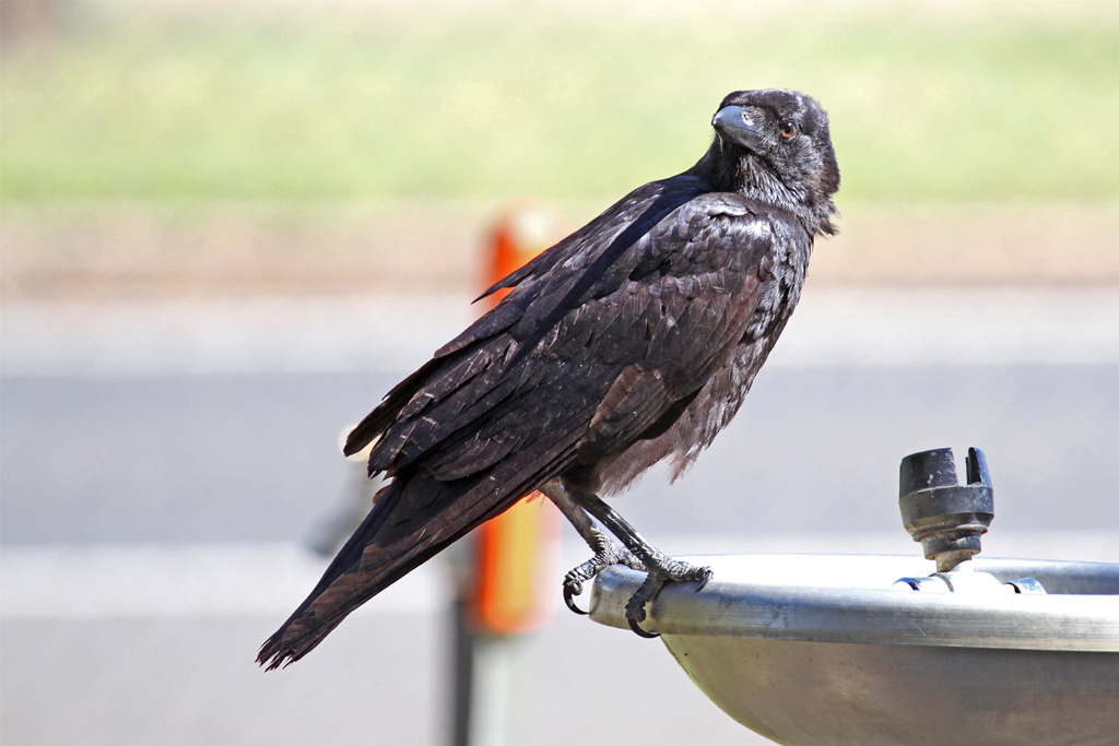 Torresian Crow (Image ID 5339)