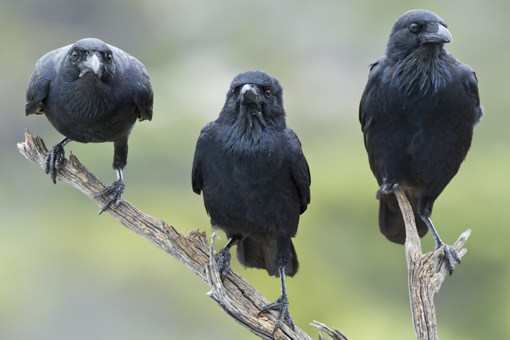 Australian Raven (Image ID 6112)