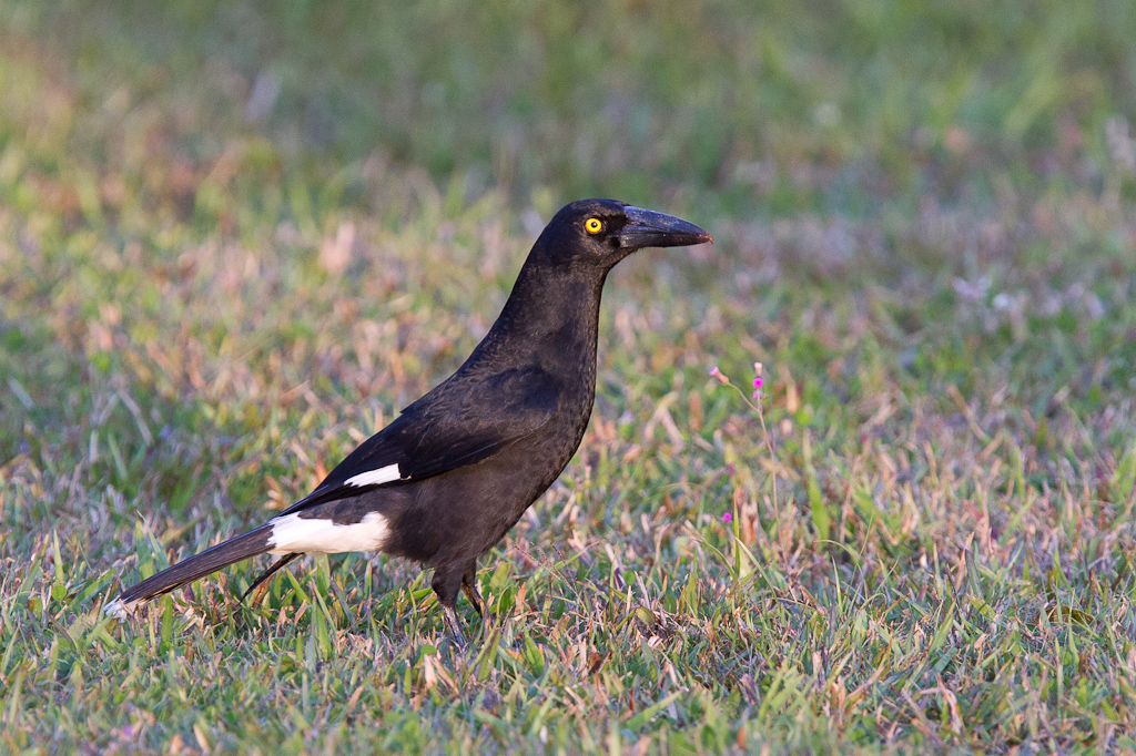Pied Currawong (Image ID 6475)