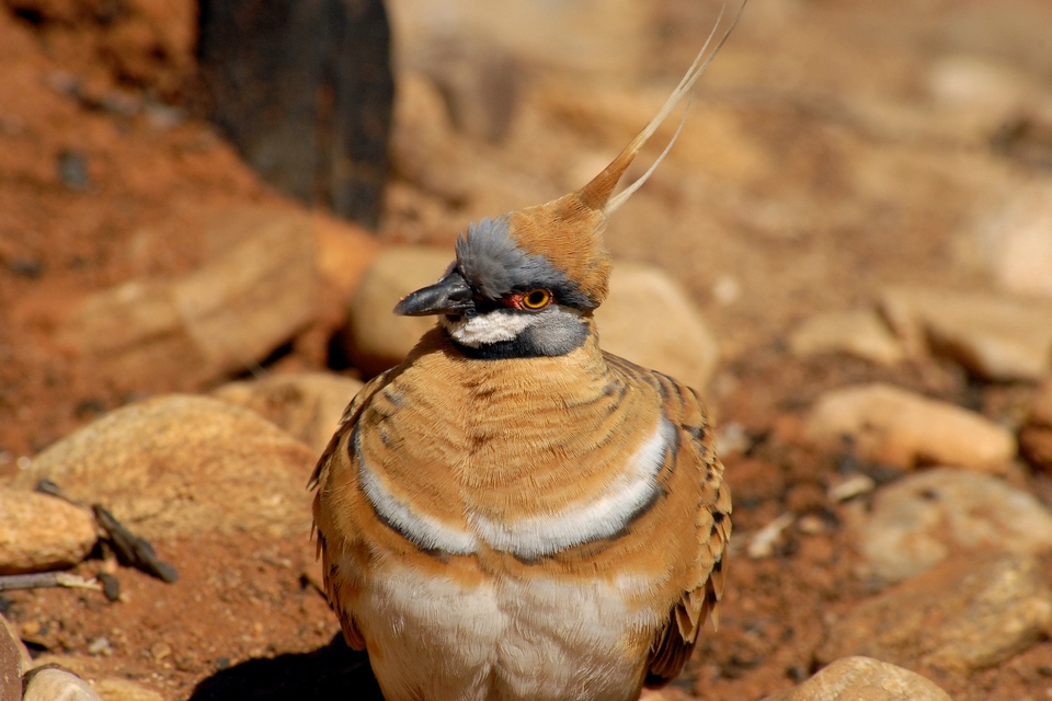 Spinifex Pigeon (Image ID 6620)