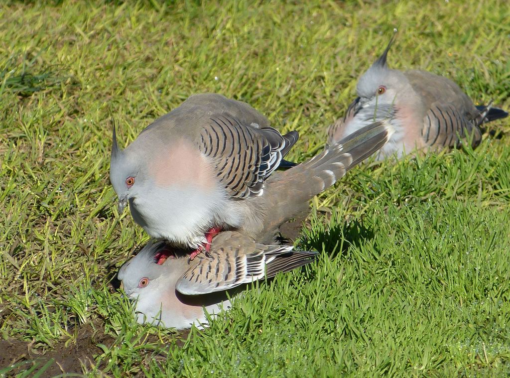 Crested Pigeon (Image ID 6725)