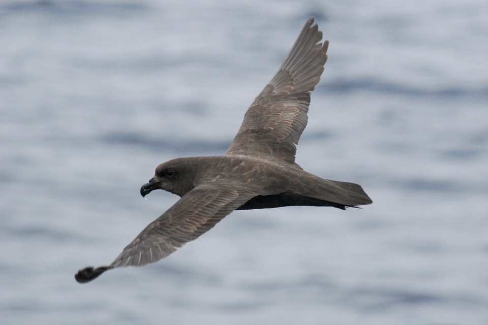 Great-winged Petrel complex (Image ID 6926)