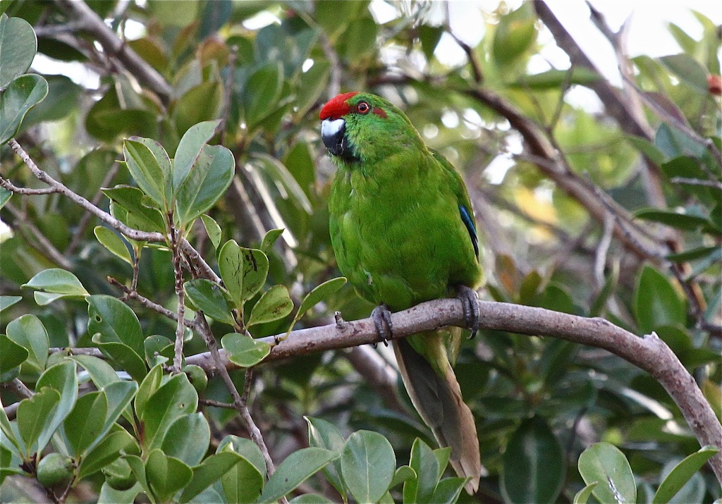 Red-fronted Parakeet (Image ID 7129)